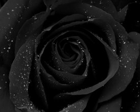 Black Roses Perfume Oil Black Roses Perfume Oil