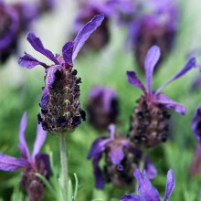 Cozy Lavender Perfume Oil