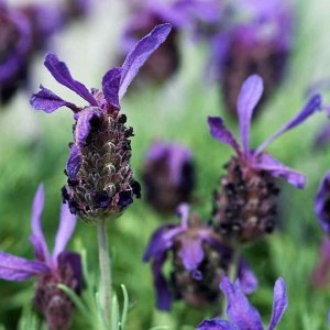 Cozy Lavender Perfume Oil
